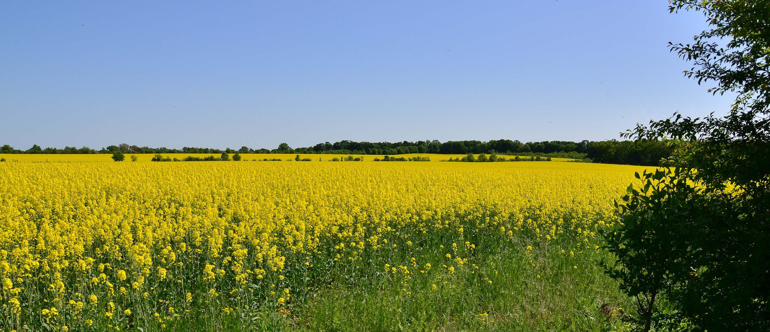 Ein Frühling.....