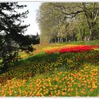 ...ein Frühling wie er früher einmal war... Mainau im April