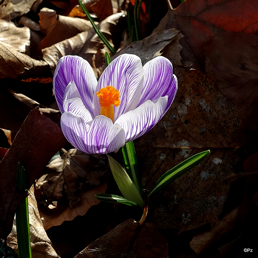 Ein Frühlings-Krokus (Crocus verenus) ...