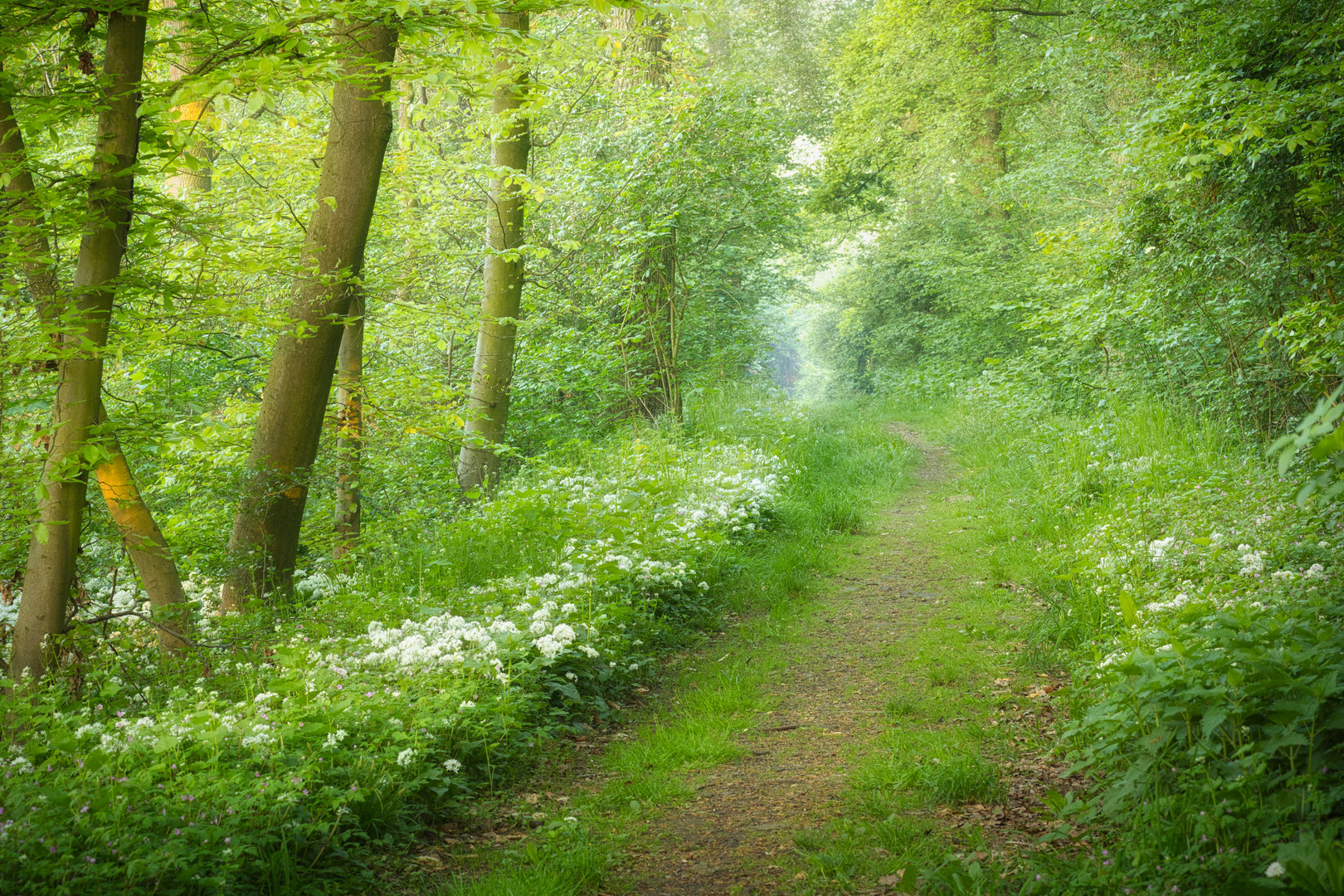 Ein Frühlings-Waldweg