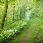 Ein Frühlings-Waldweg