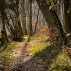 Ein Frühlingsabend im Wald