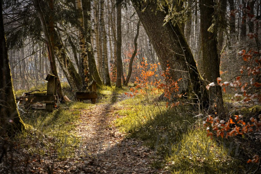 Ein Frühlingsabend im Wald