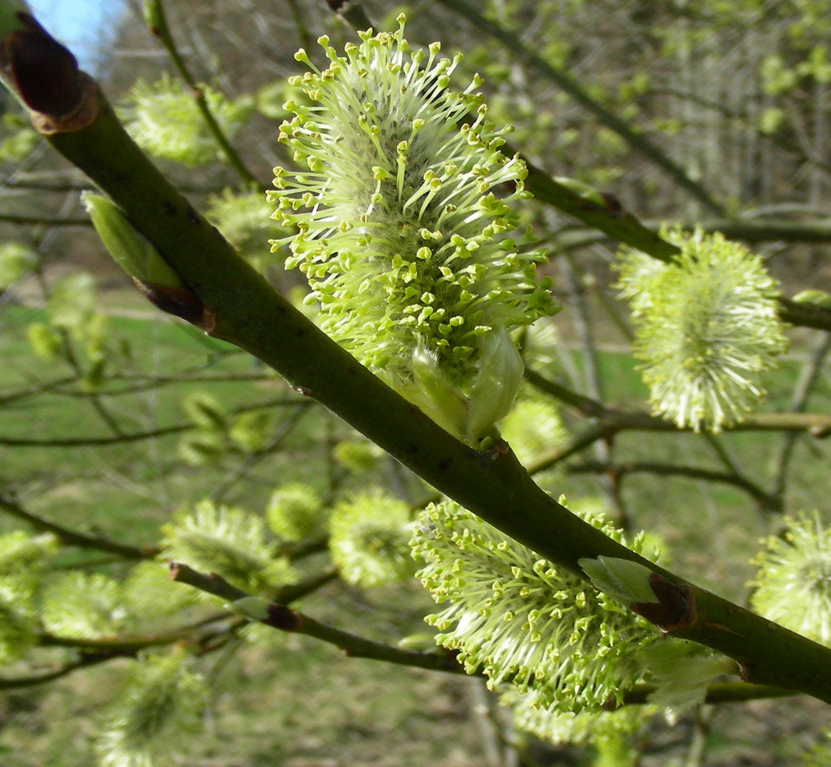 Ein Frühlingsbeweis