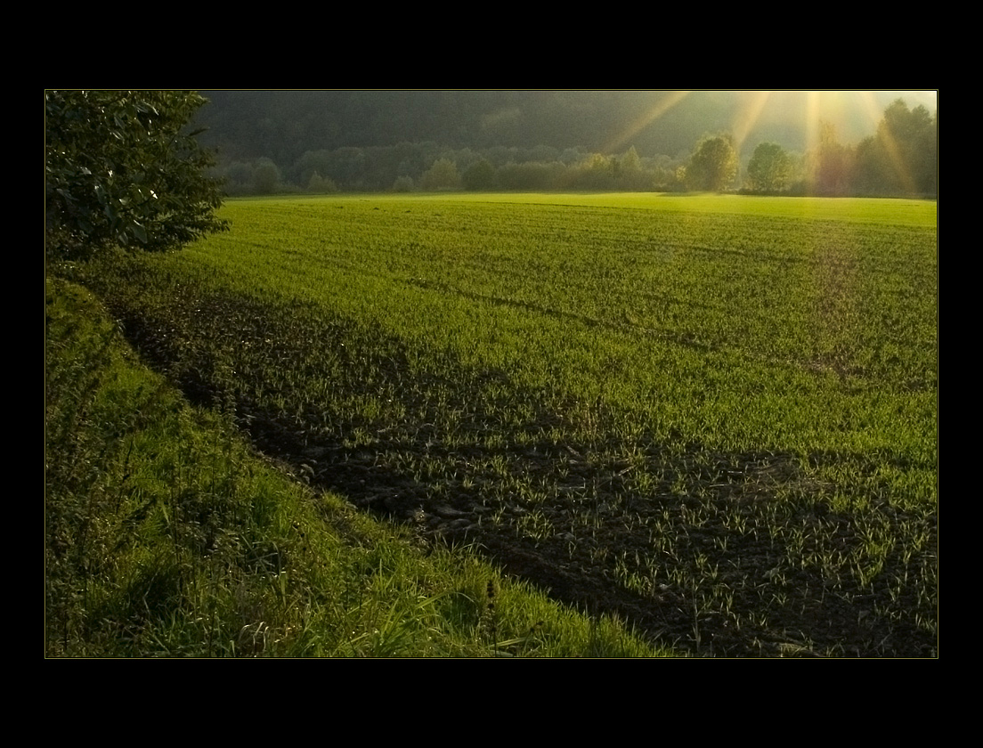 ...ein Frühlingsbild... - ...im November ?