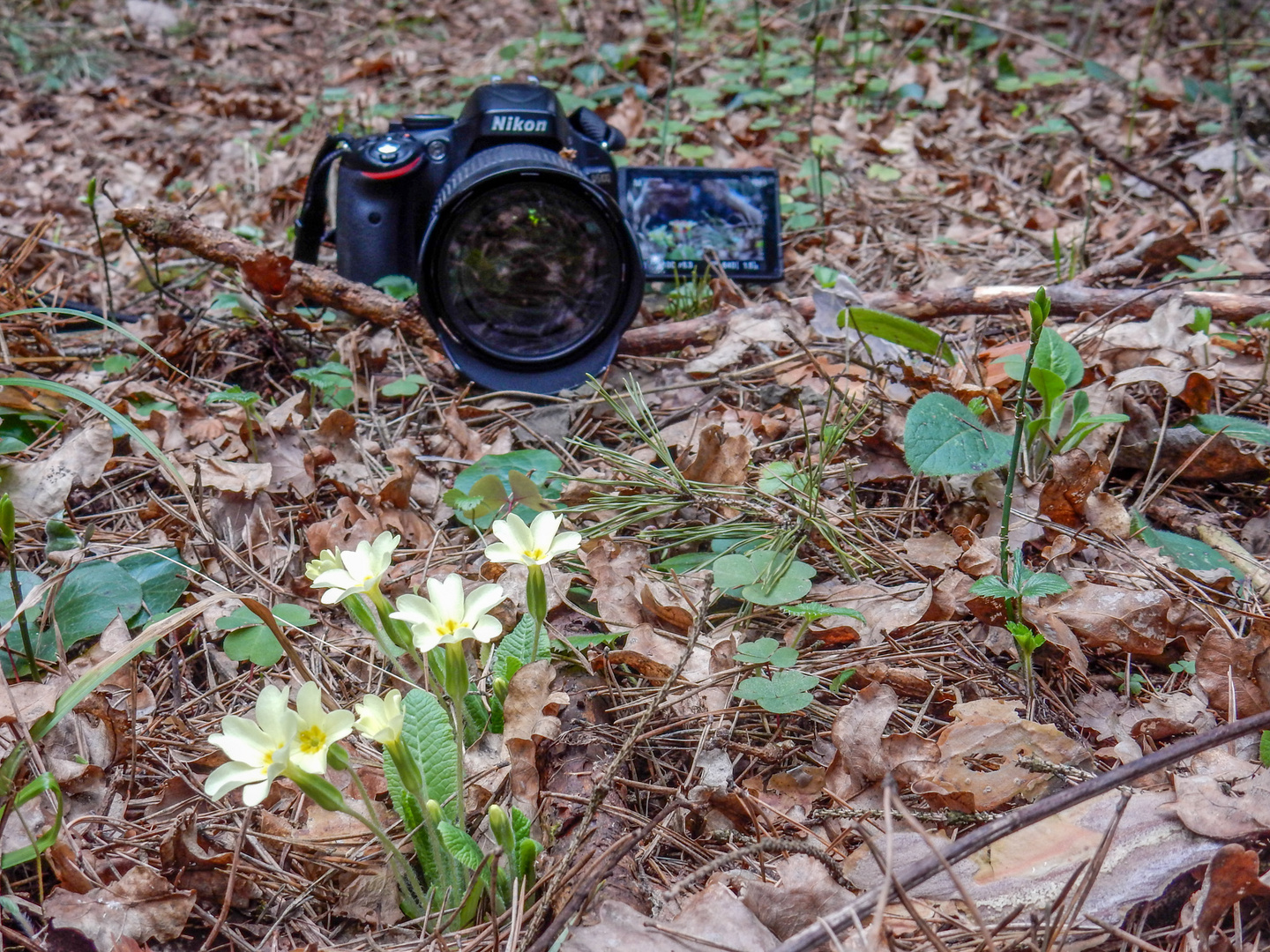 Ein Frühlingsblumenselfie