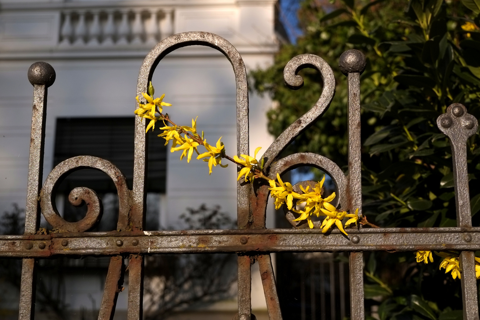 ein Frühlingsbote