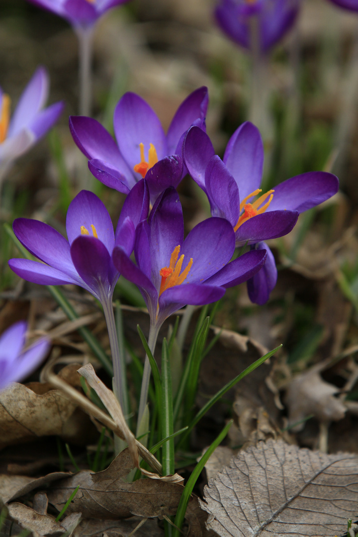 ein Frühlingsbote