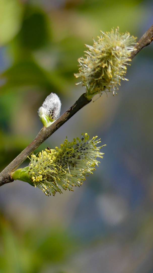 Ein Frühlingsbote