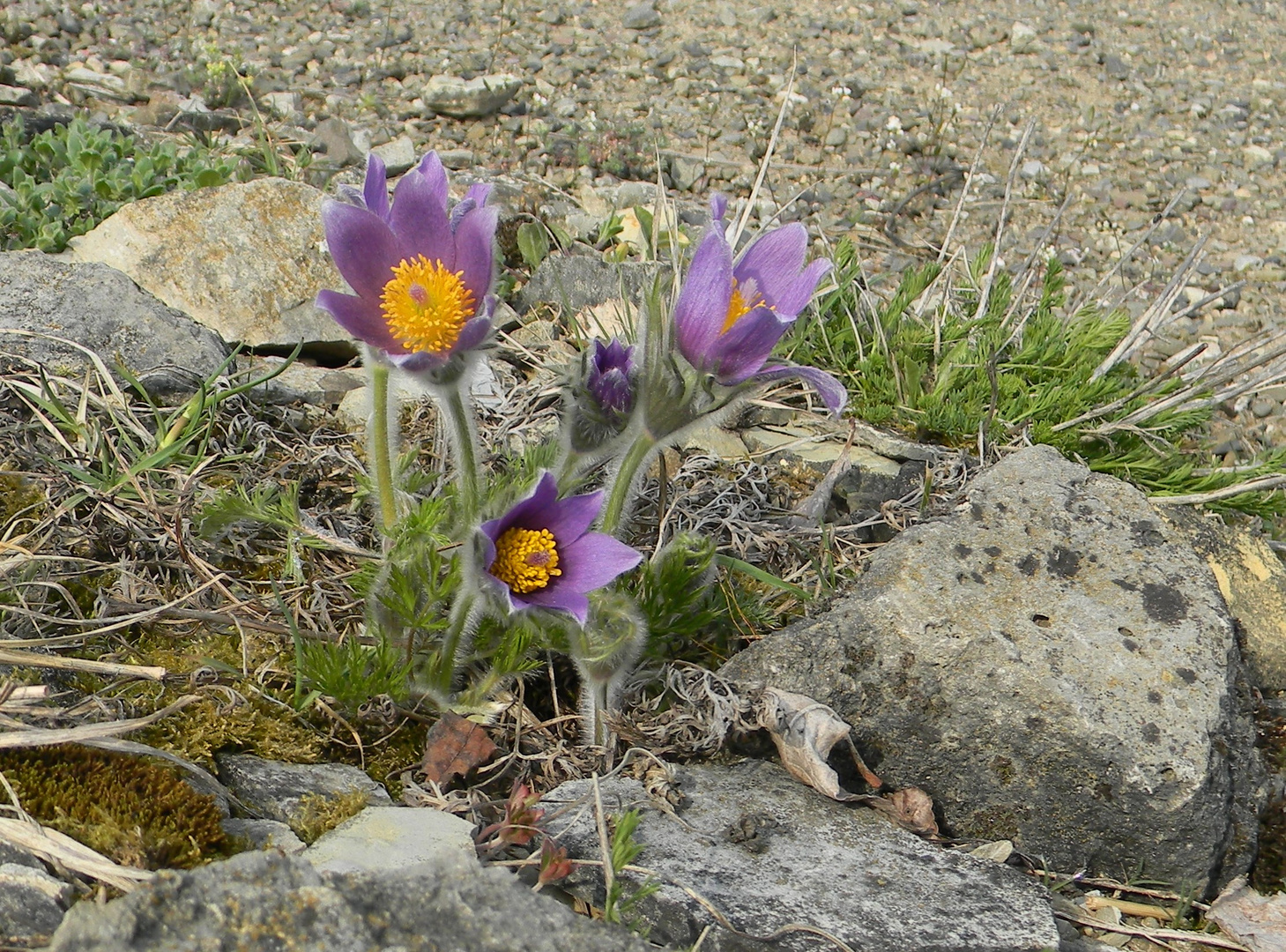 Ein Frühlingsbote