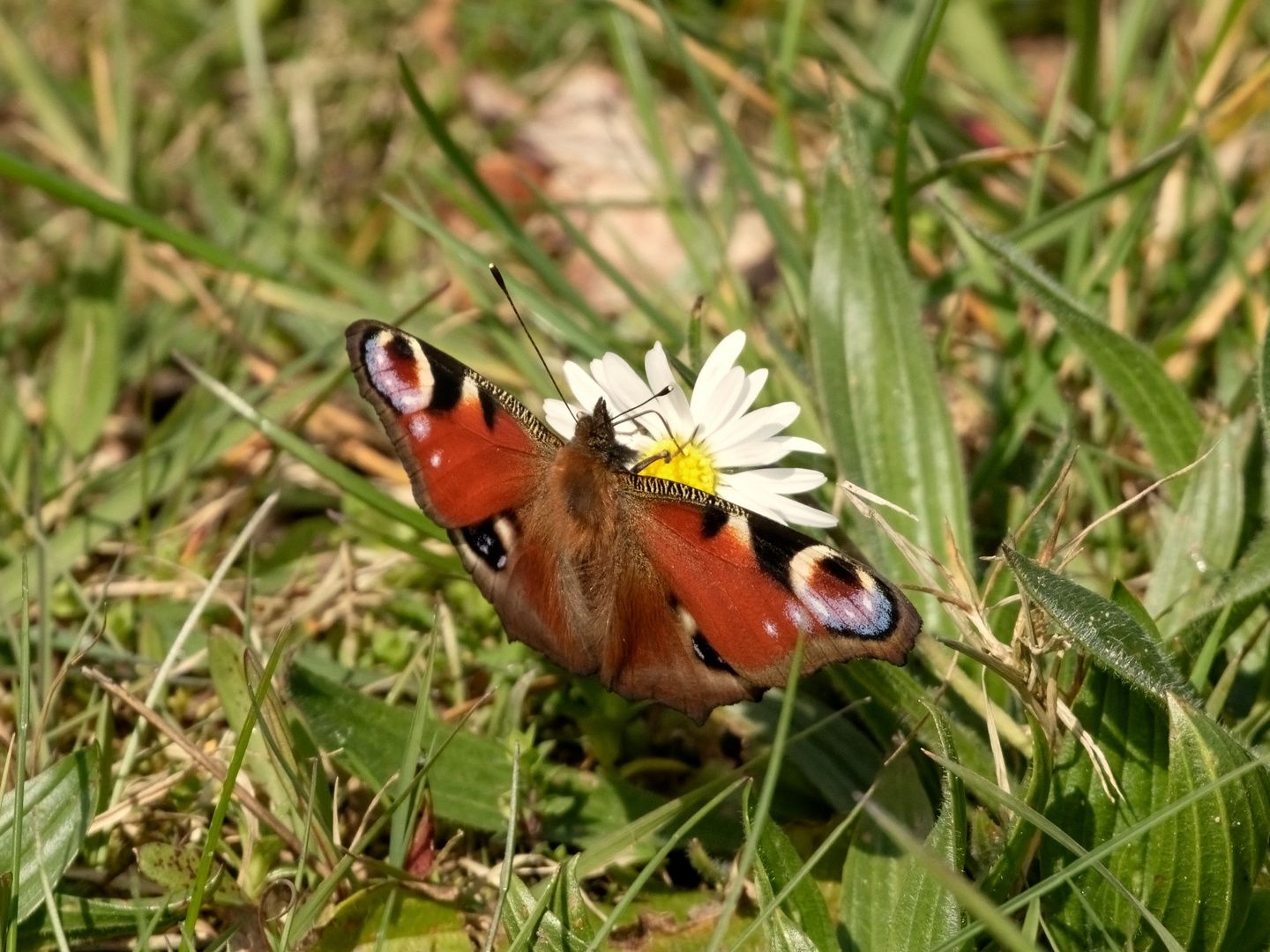 Ein Frühlingsbote