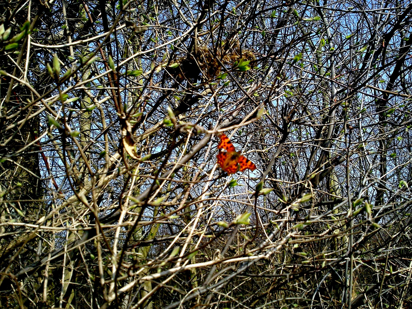 Ein Frühlingsbote ; C-Falter im Gebüsch.