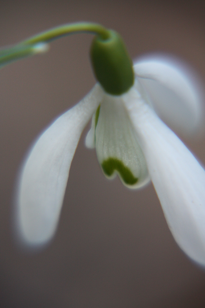 Ein Frühlingsbote