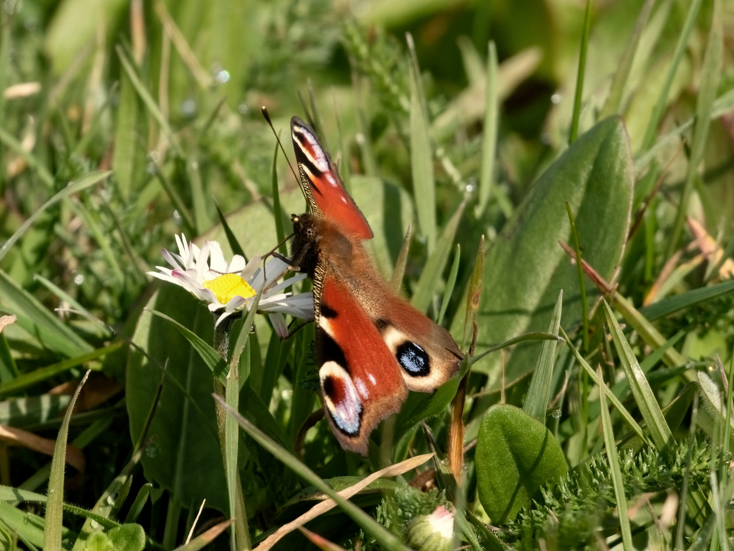 Ein Frühlingsbote