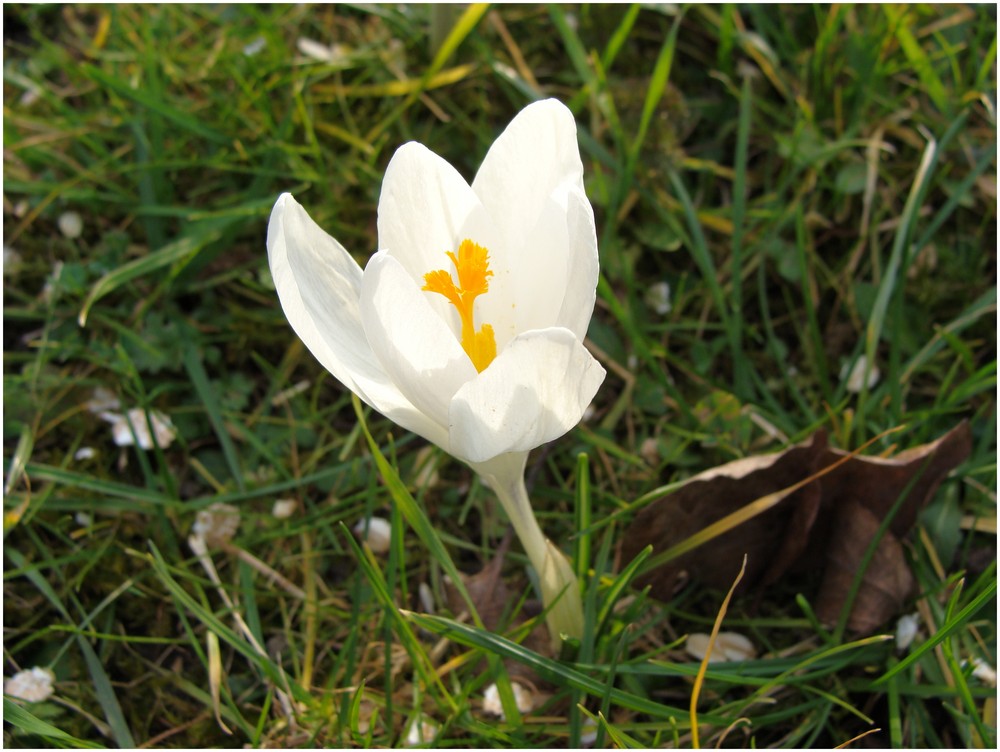 ein Frühlingsbote