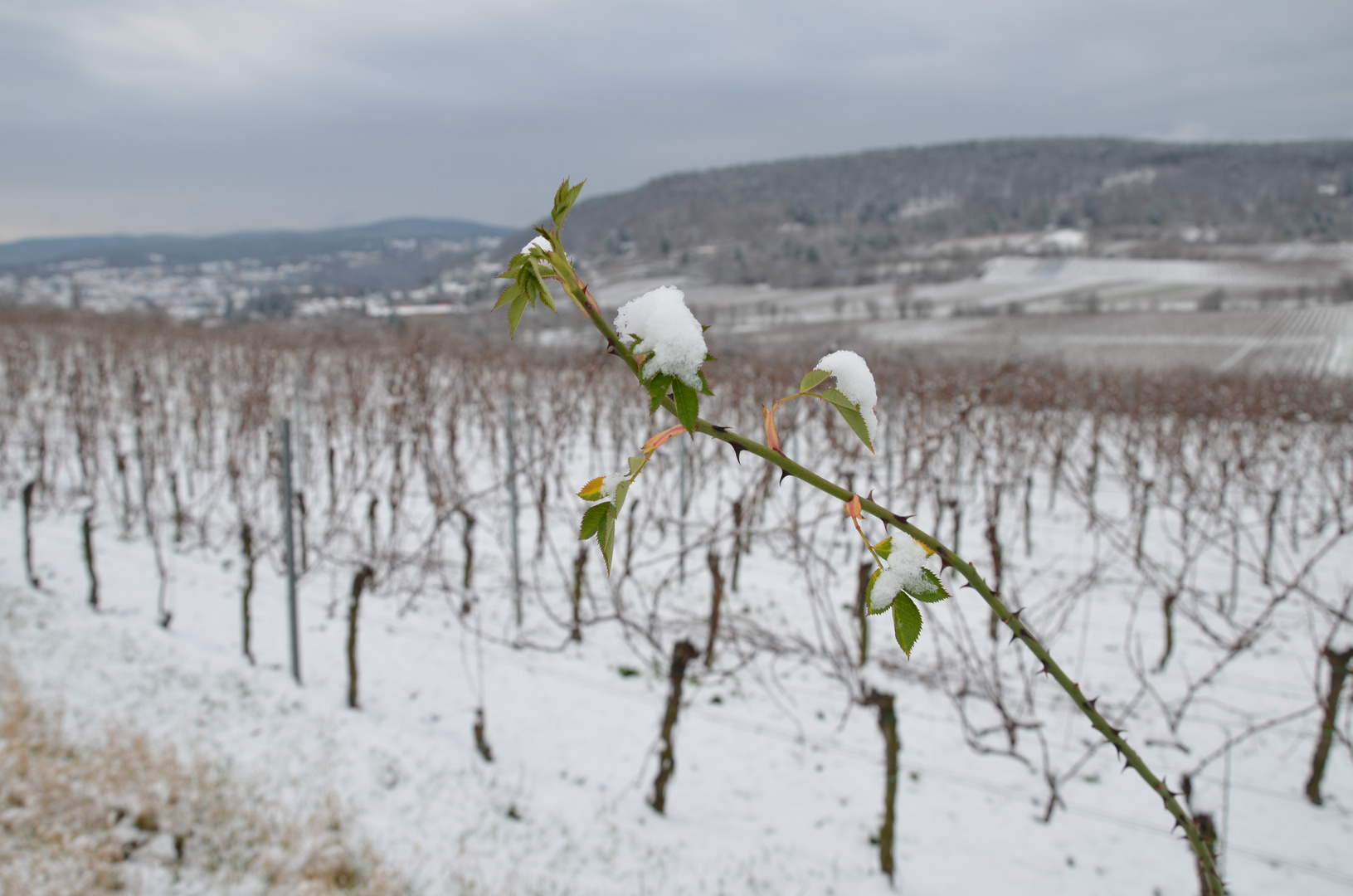 Ein Frühlingsbote im Schnee