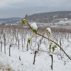 Ein Frühlingsbote im Schnee