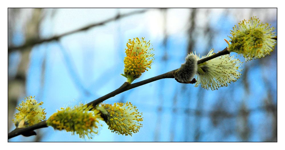 Ein Frühlingsbote zum Aufwärmen ;-)