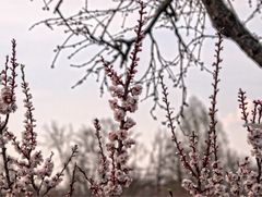 ein FrühlingsEindruck