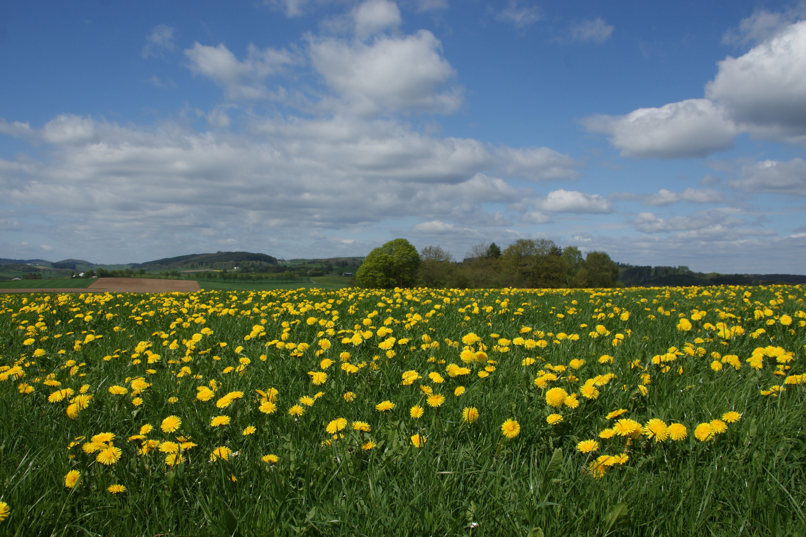 Ein Frühlingsfoto....!