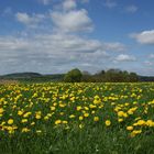 Ein Frühlingsfoto....!