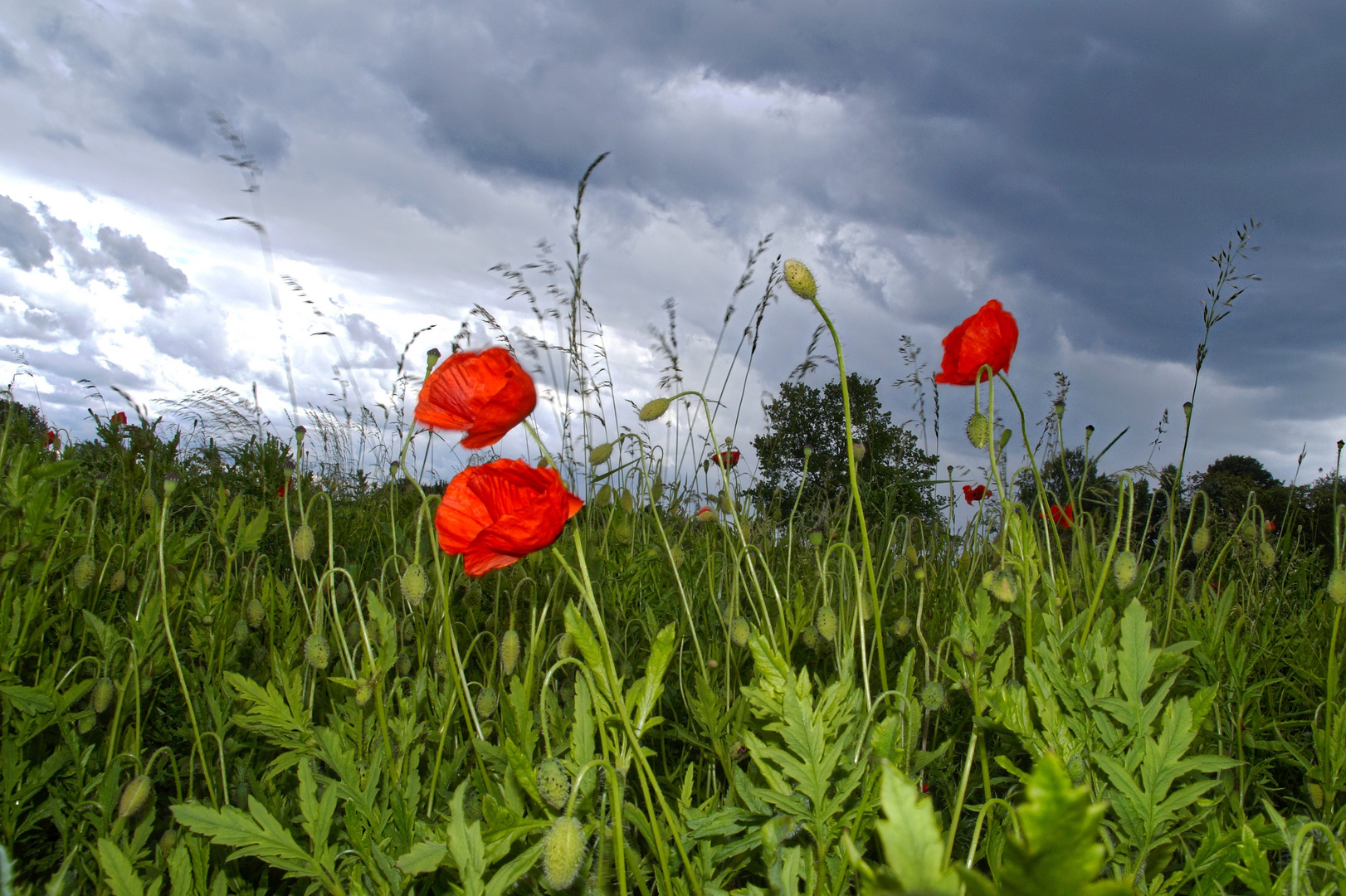 Ein Frühlingsfoto,