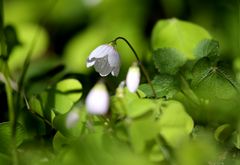 Ein Frühlingsglöckchen