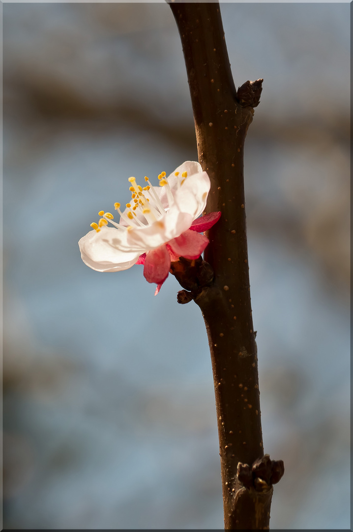 ~ ein Frühlingsgruß ~