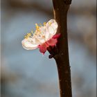 ~ ein Frühlingsgruß ~