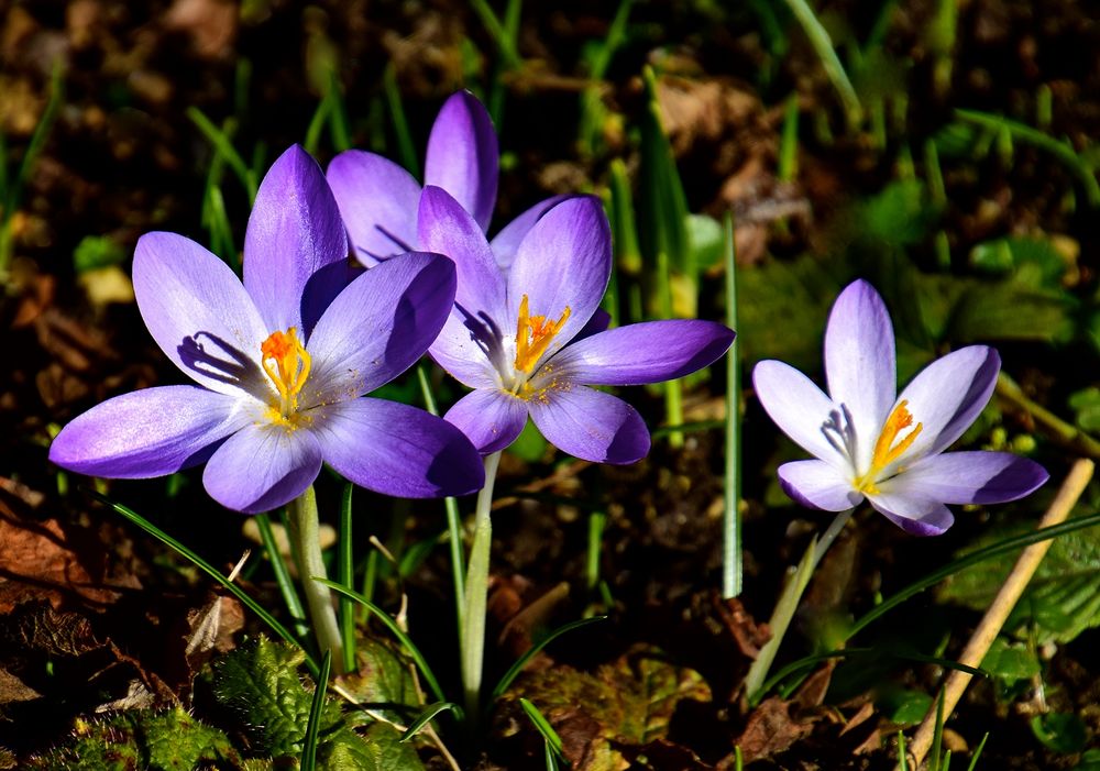 Ein Frühlingsgruß