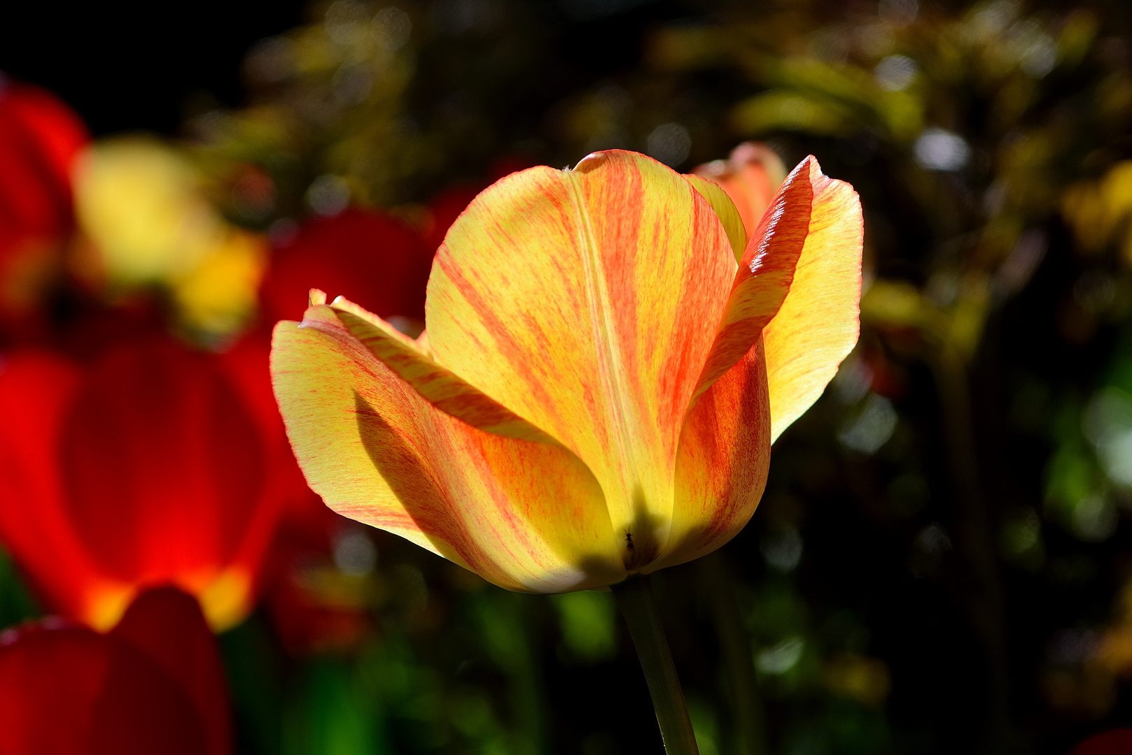 ein Frühlingsgruß