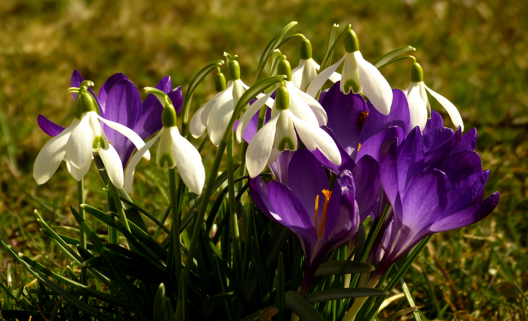 ein Frühlingsgruß..