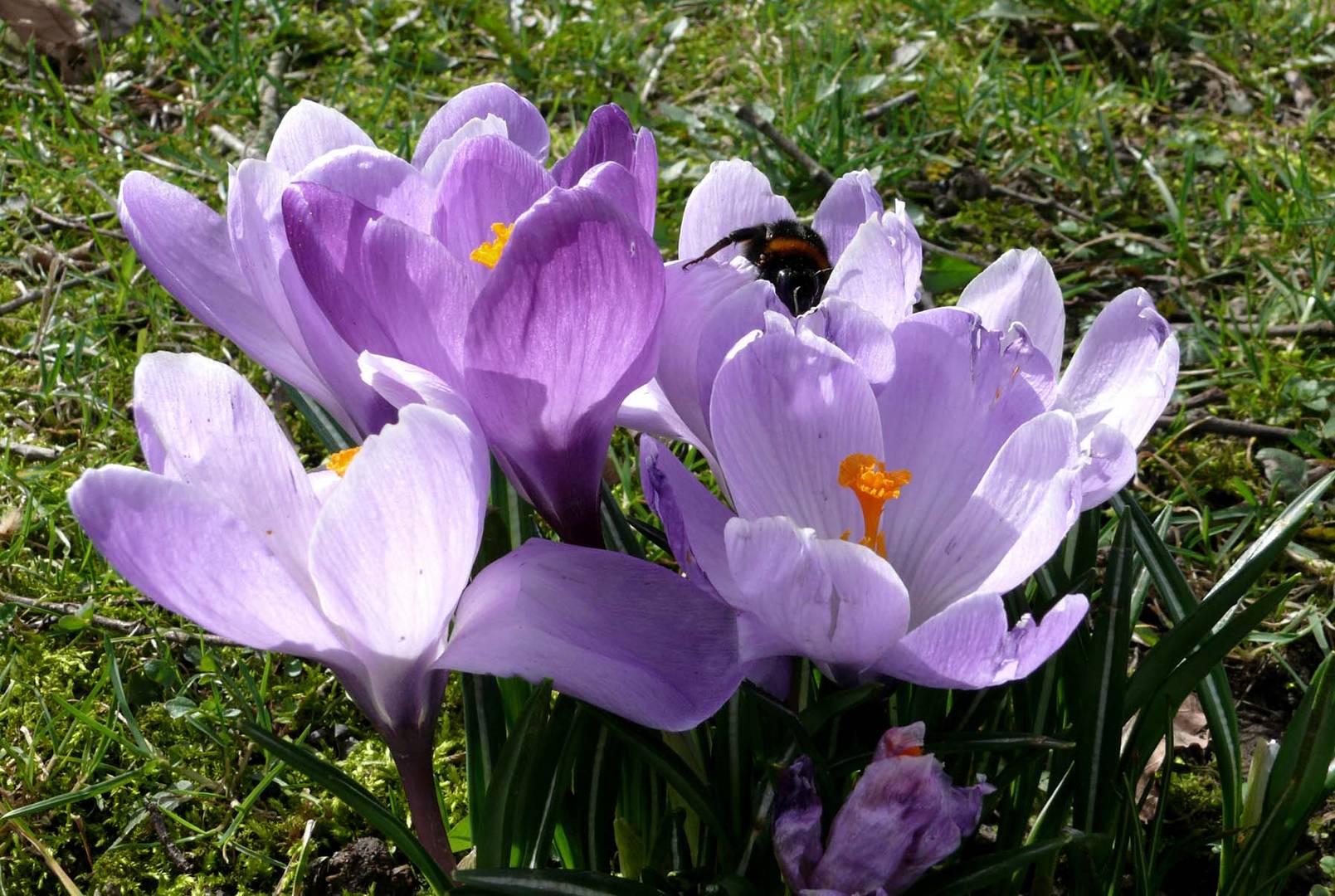 Ein Frühlingsgruß