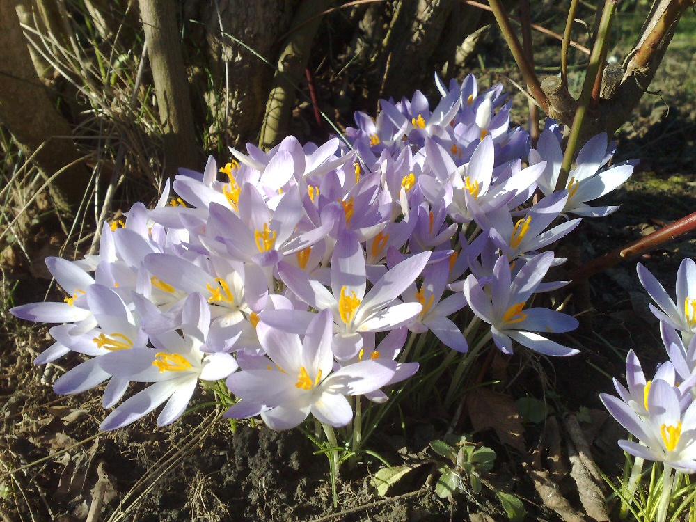 ein Frühlingsgruß