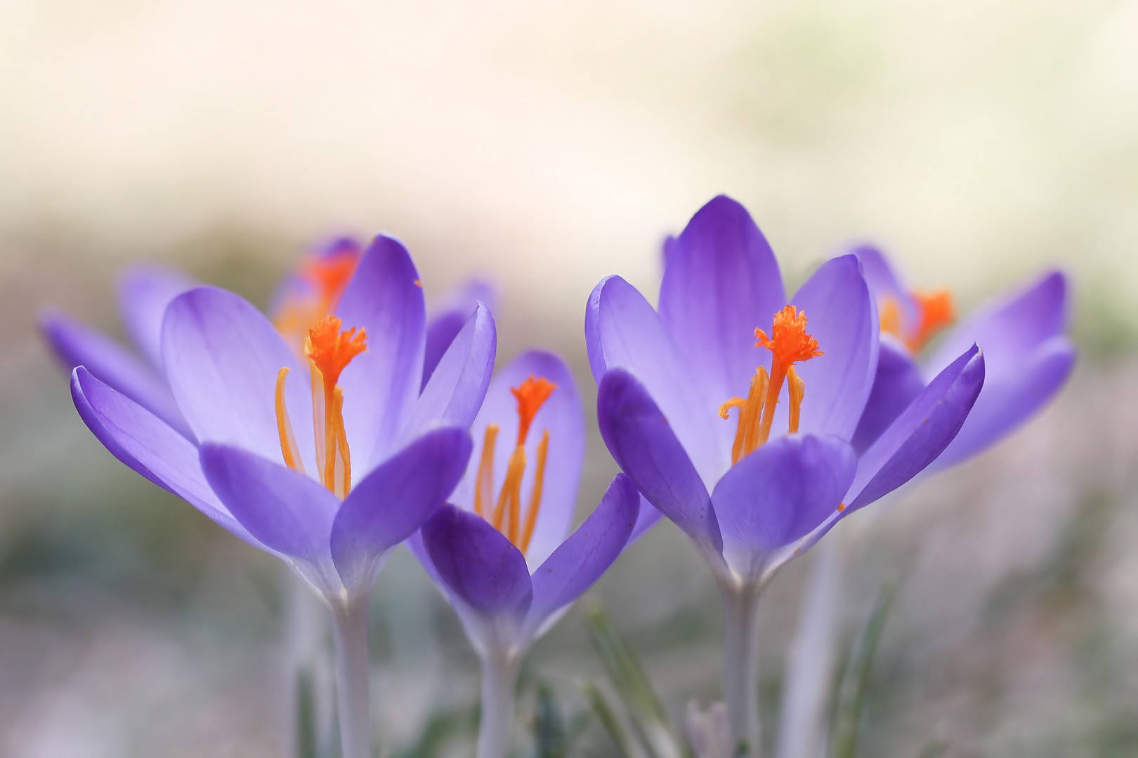 Ein Frühlingsgruß