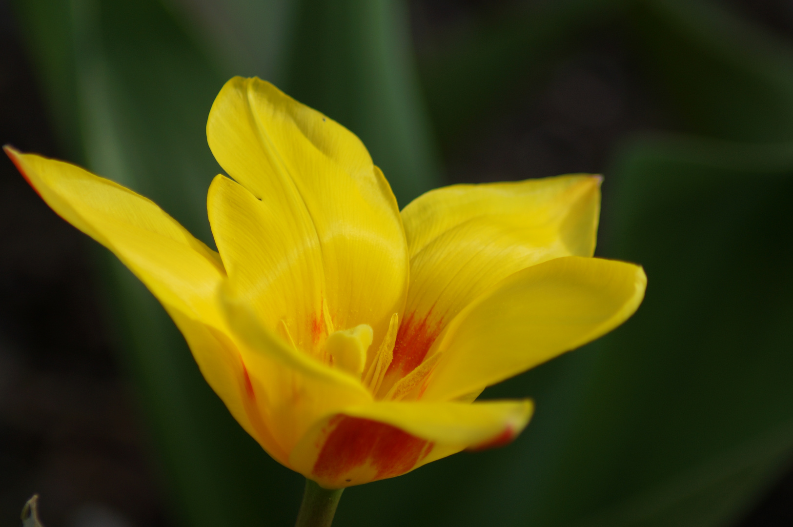 Ein Frühlingsgruß