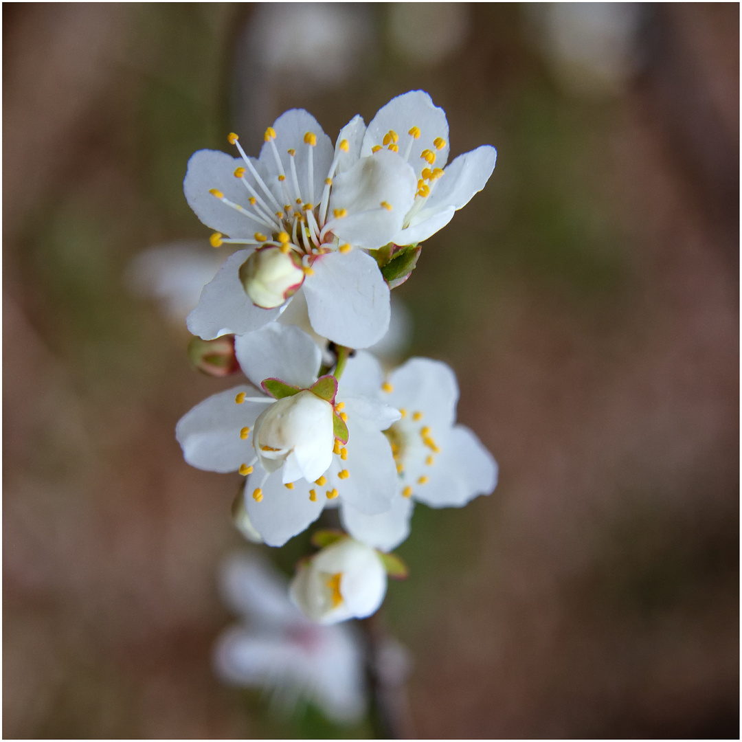 Ein Frühlingsgruß ...