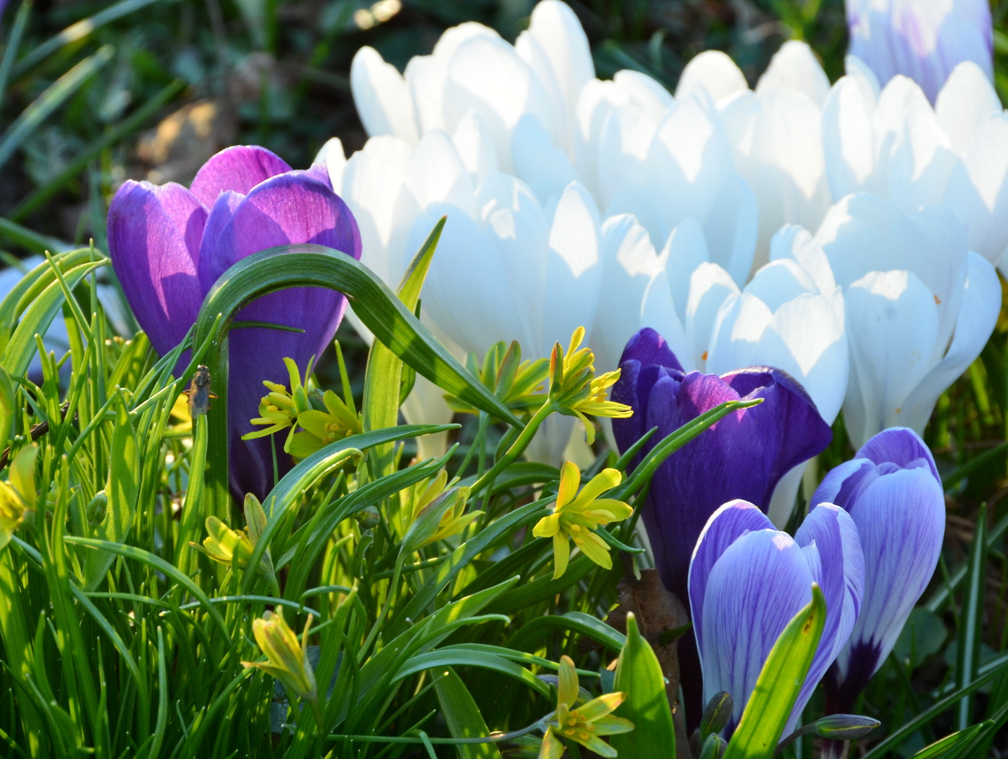 ein Frühlingsgruß