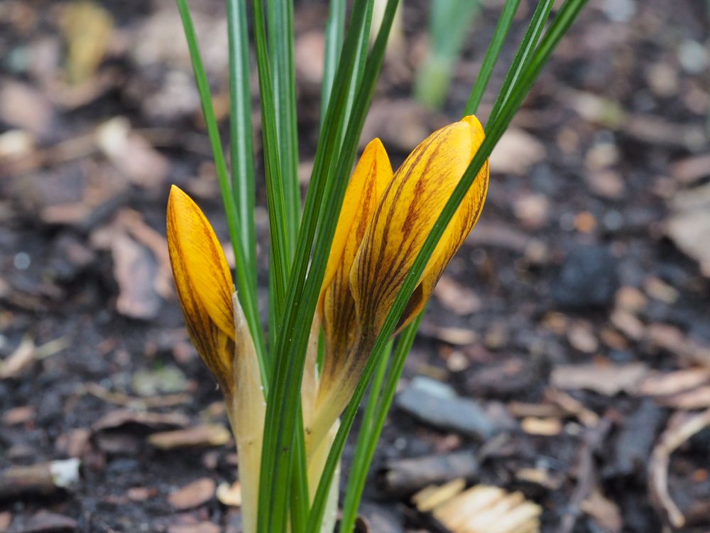 ~ ein Frühlingsgruss ~