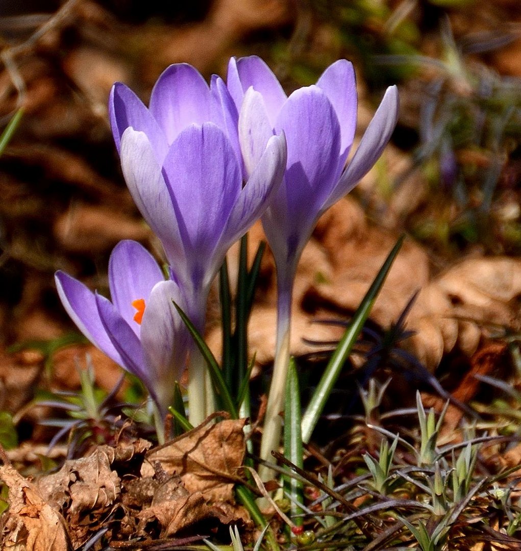 Ein Frühlingsgruß