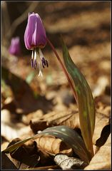 Ein Frühlingsgruß