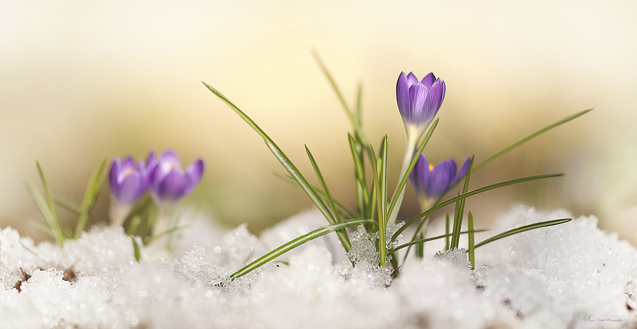 Ein Frühlingsgruß