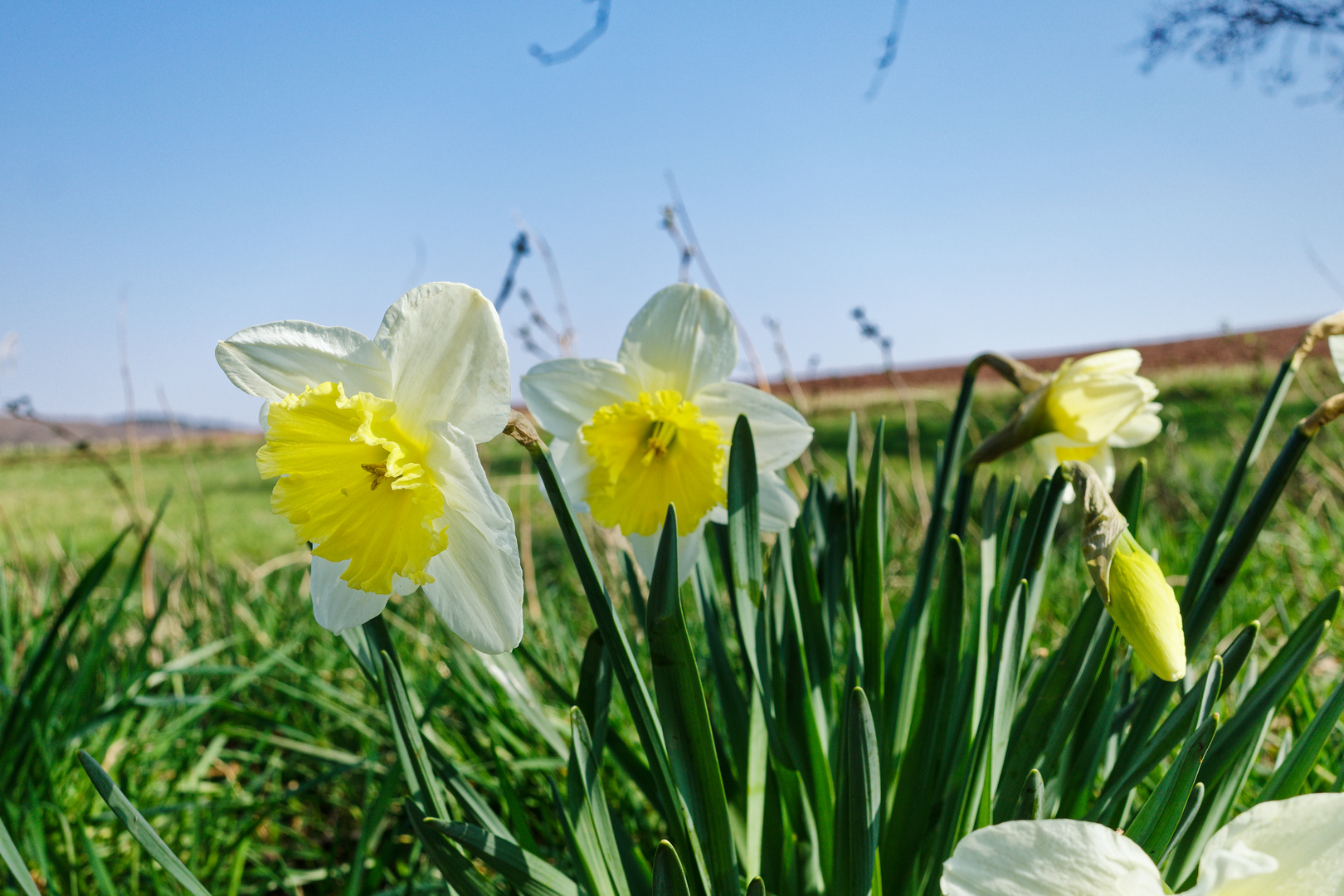 Ein Frühlingsgruß