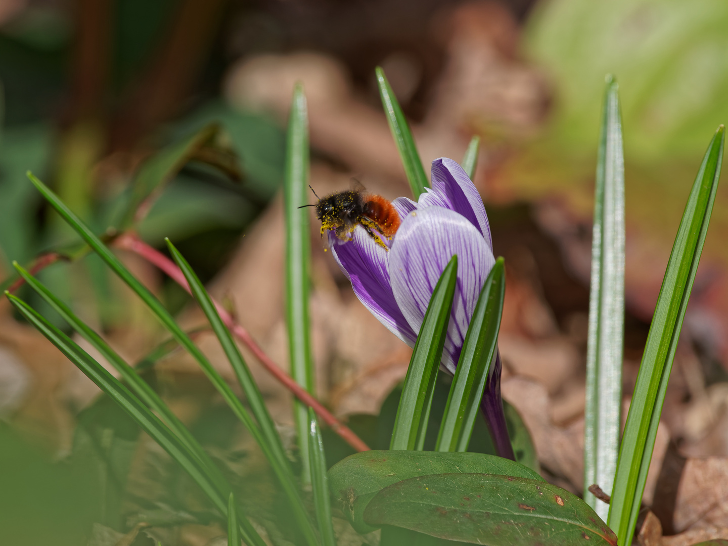 Ein Frühlingsgruß als Mittwochsblümchen