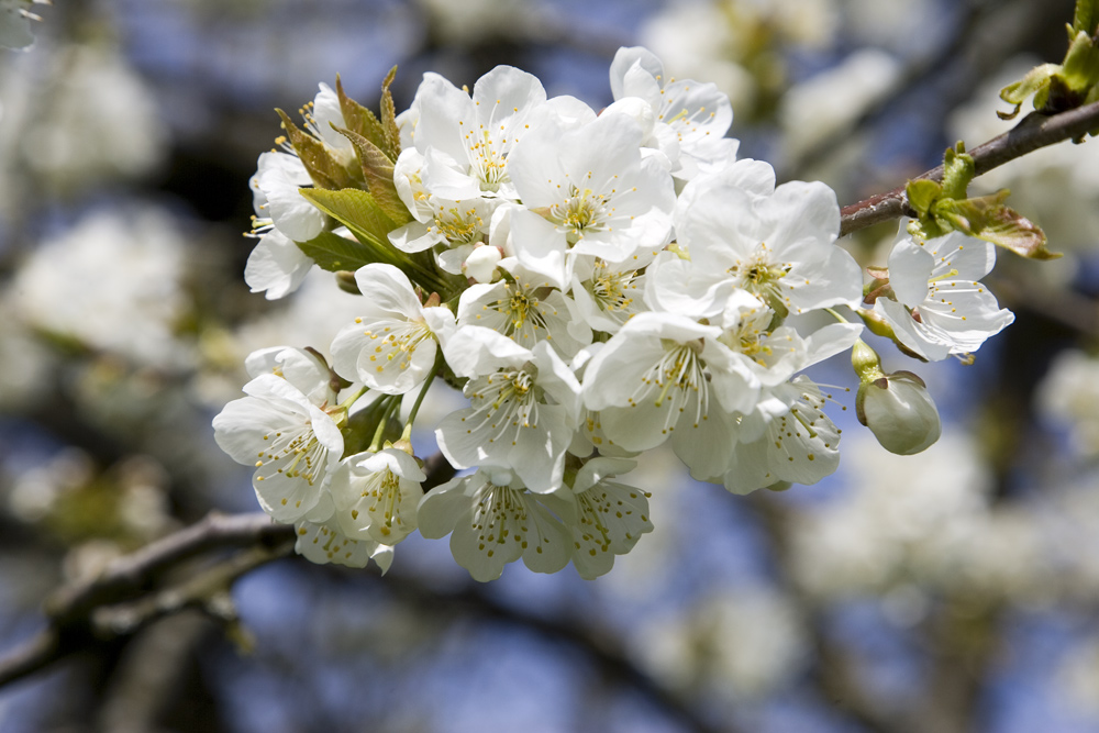 Ein Frühlingsgruss an alle