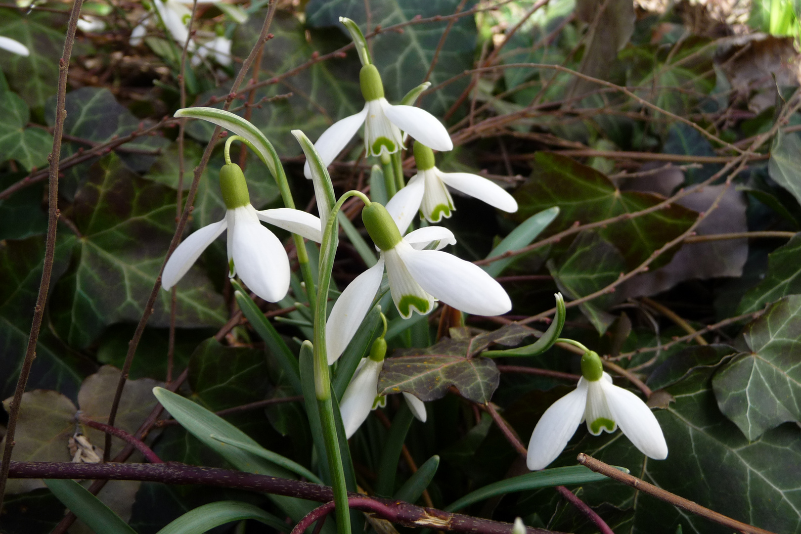 ein Frühlingsgruß an alle