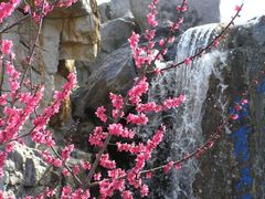 Ein Frühlingsgruss aus dem Chinesischen Garten in Berlin!