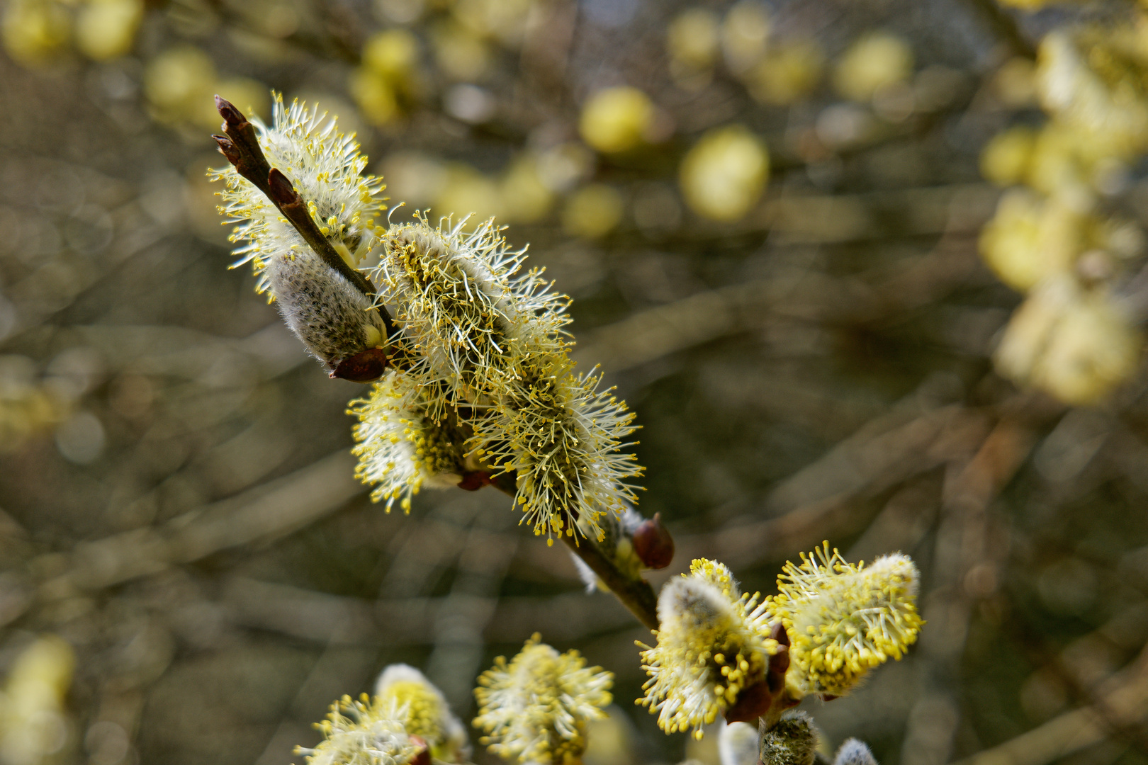 Ein Frühlingsgruß aus dem Saarland