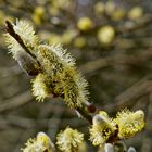 Ein Frühlingsgruß aus dem Saarland