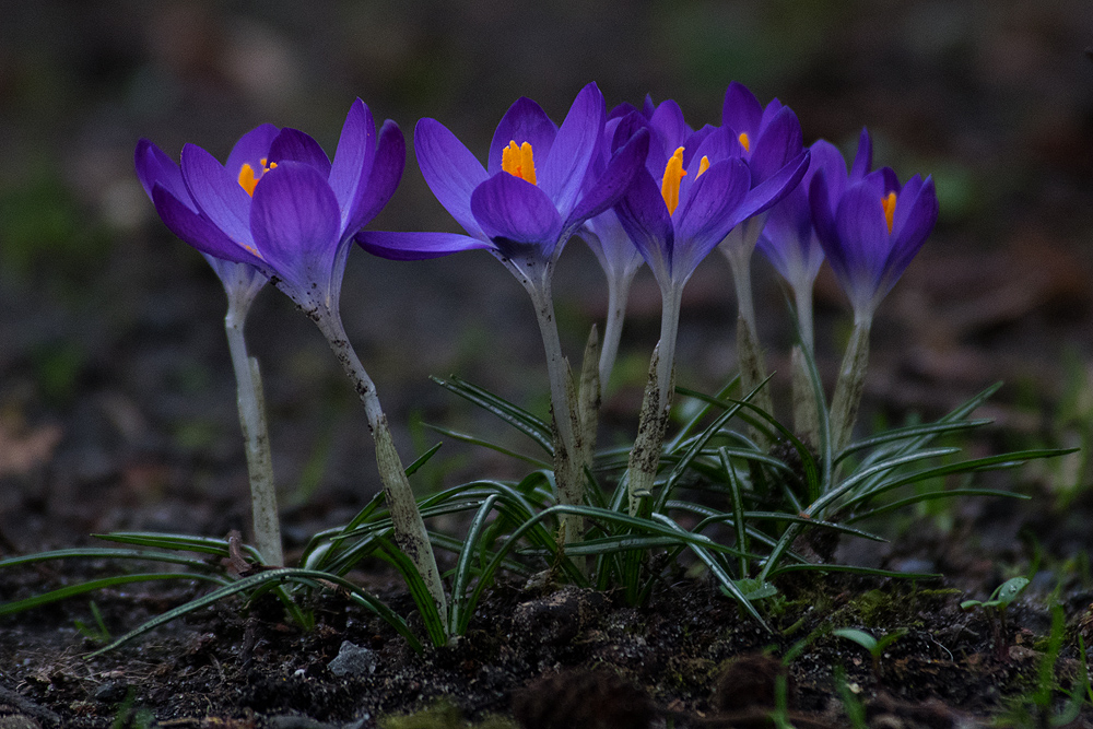 Ein Frühlingsgruß